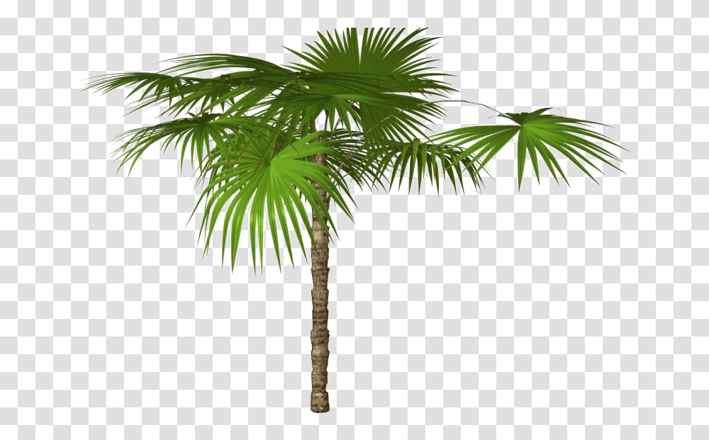 Tropical Palm Tree Images Palm Tree High Resolution, Plant, Arecaceae, Cross, Symbol Transparent Png