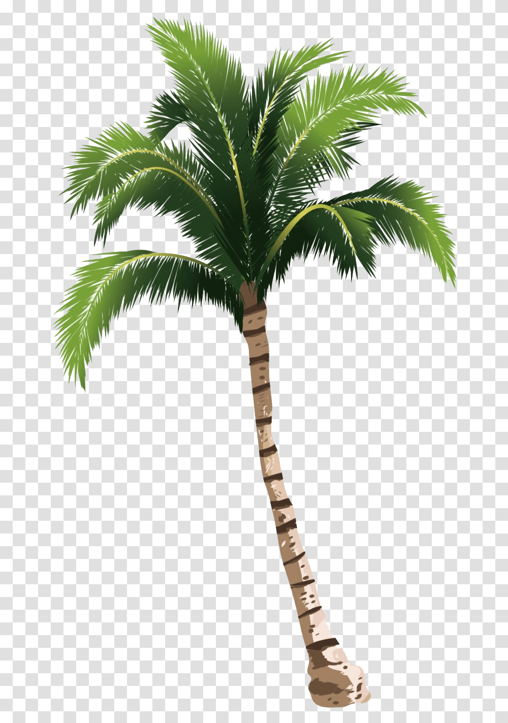 Tropical Palm Tree Photo Image Tropical Palm Tree, Plant Transparent Png