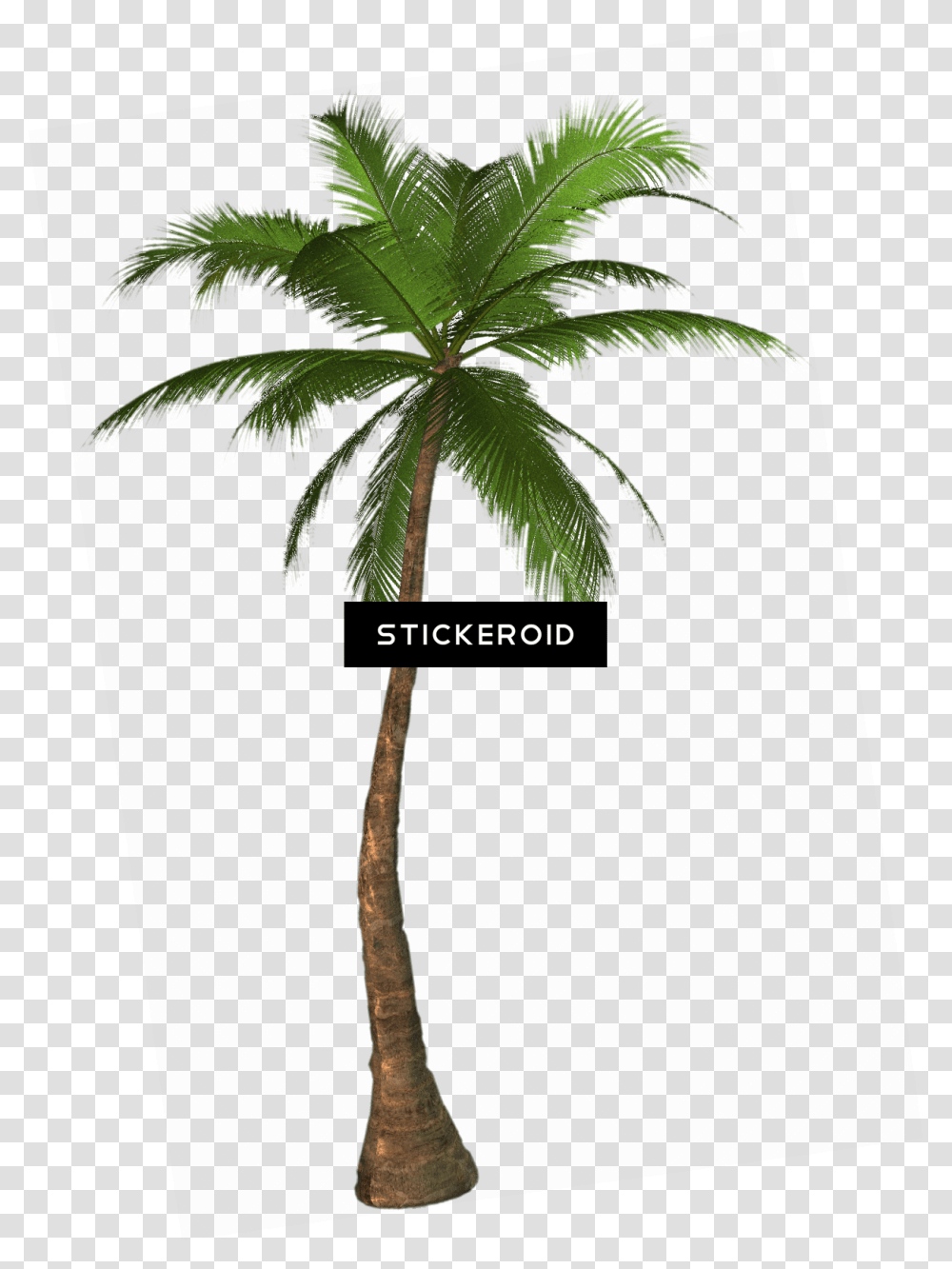 Tropical Palm Tree, Plant, Arecaceae, Leaf, Cross Transparent Png