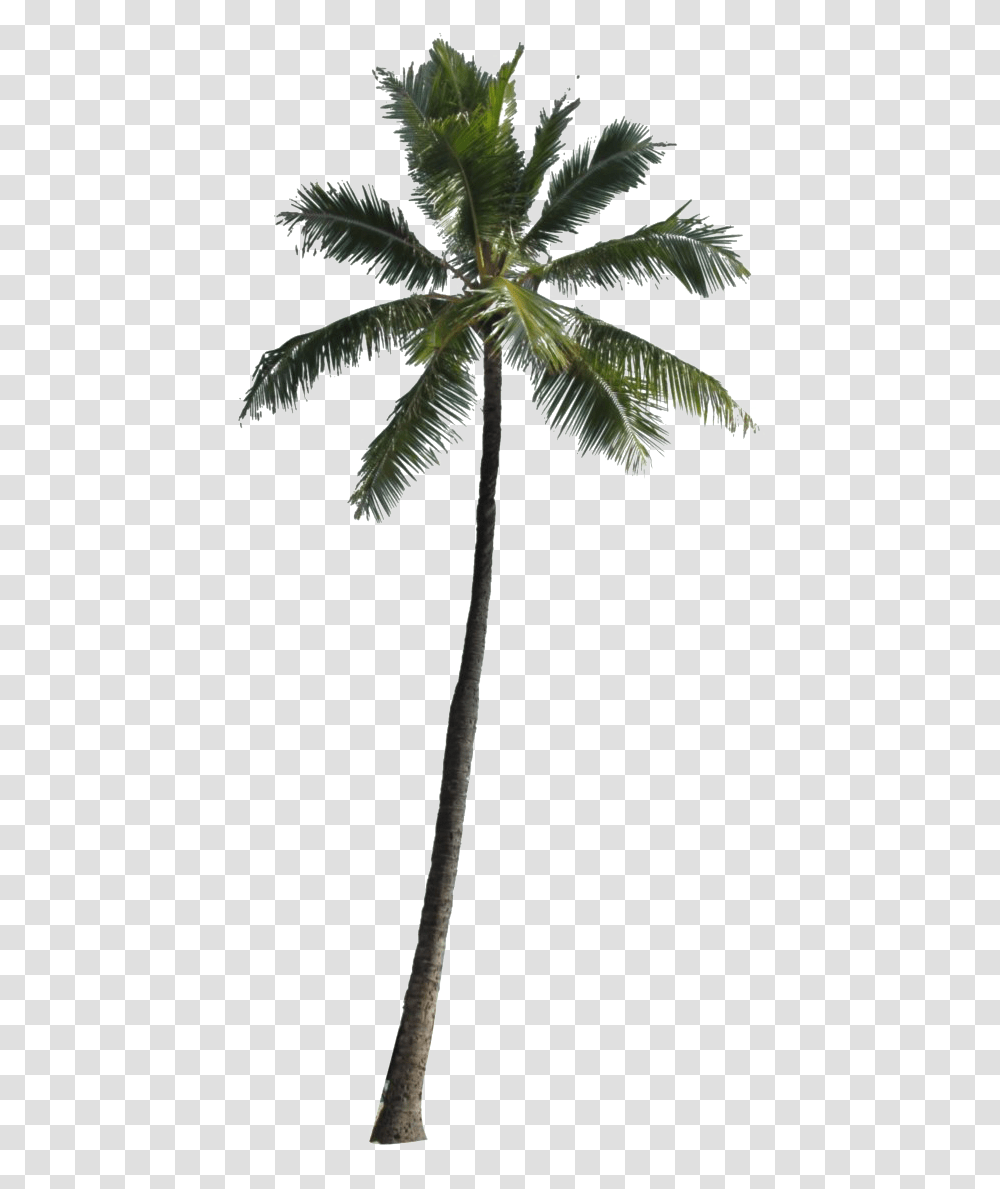 Tropical Palm Tree Play Background Palm Tree, Plant, Arecaceae, Fruit Transparent Png