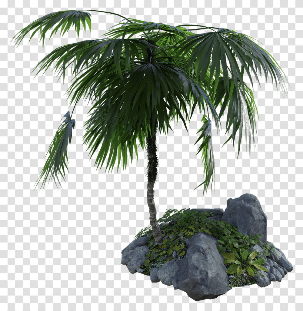 Tropical Palm Tree Rock Palms, Plant, Outdoors, Nature, Green Transparent Png