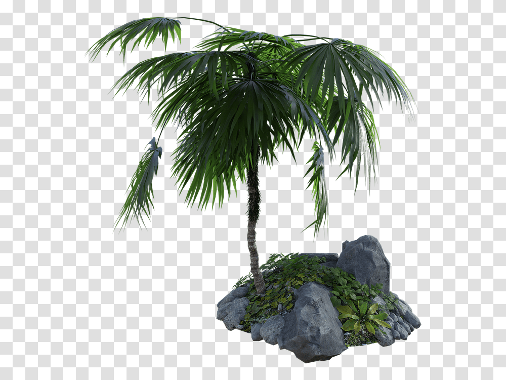 Tropical Palm Tree Rocks Grass Summer Nature Palm Tree On A Rock, Plant, Outdoors, Green, Leaf Transparent Png