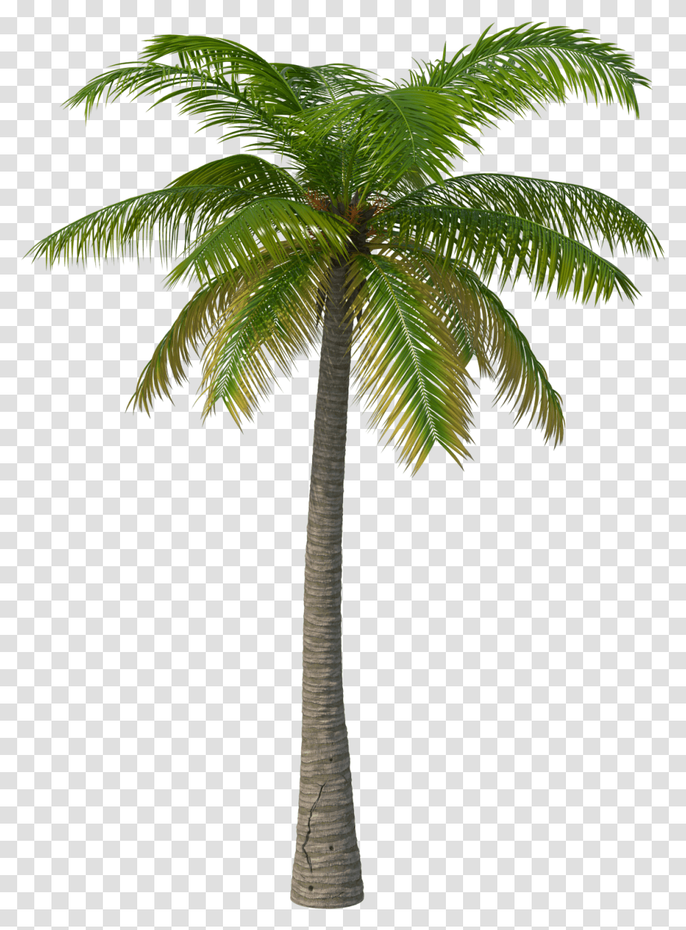 Tropical Palm Trees Palm Tree Free, Plant, Arecaceae, Green, Annonaceae Transparent Png