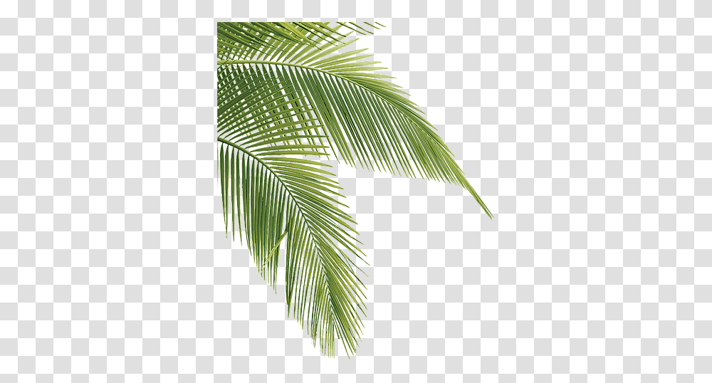 Tropical Pine Leaves Palm Tree Leaves, Leaf, Plant, Green, Vegetation Transparent Png