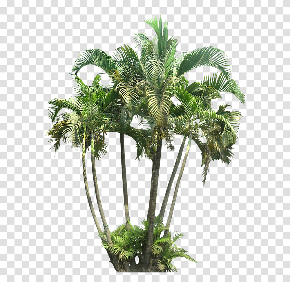 Tropical Plant Images With Background Bushes Cut Out, Tree, Palm Tree, Arecaceae Transparent Png