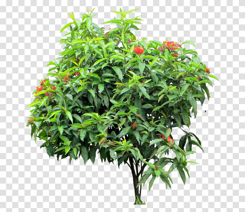 Tropical Plant Ixora Coccinea, Leaf, Potted Plant, Vase, Jar Transparent Png