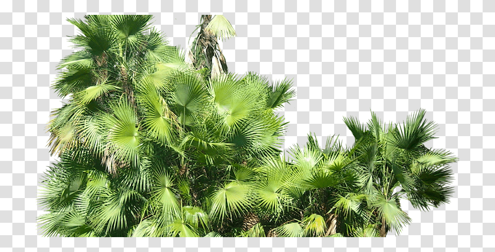 Tropical Plant Pictures Acoelorrhaphe Wrightii Tropical Plants Background, Vegetation, Rainforest, Land, Tree Transparent Png