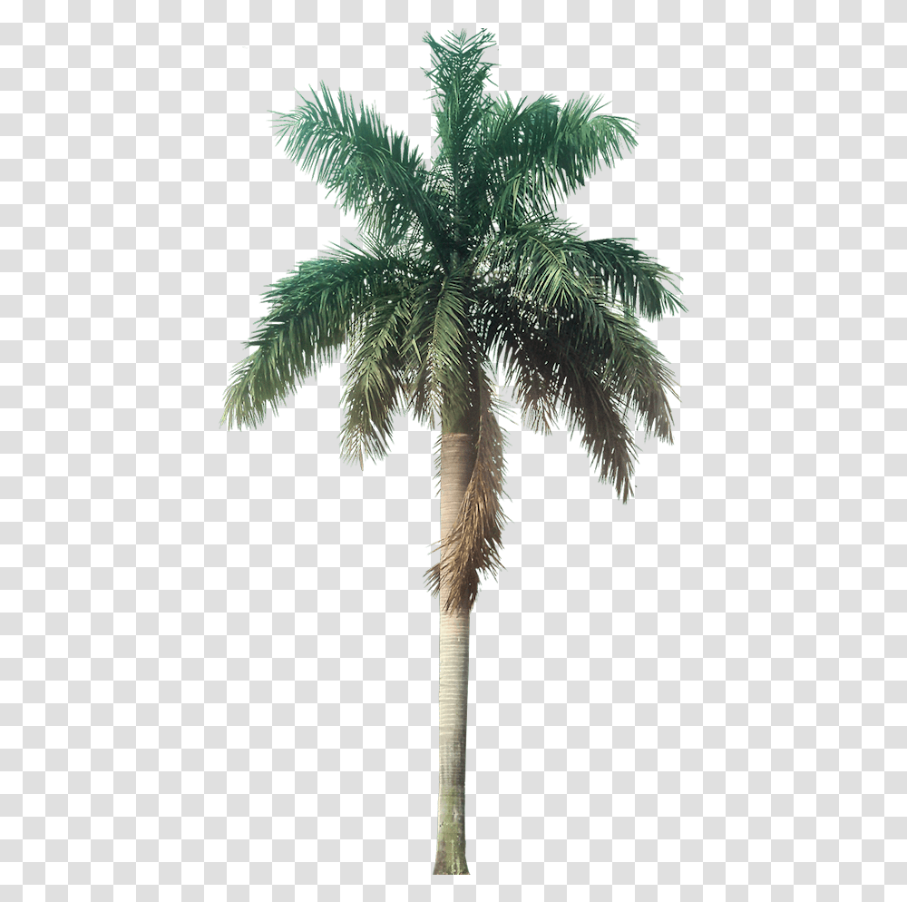 Tropical Plant Pictures Background Tropical Tree, Palm Tree, Arecaceae, Bird, Animal Transparent Png