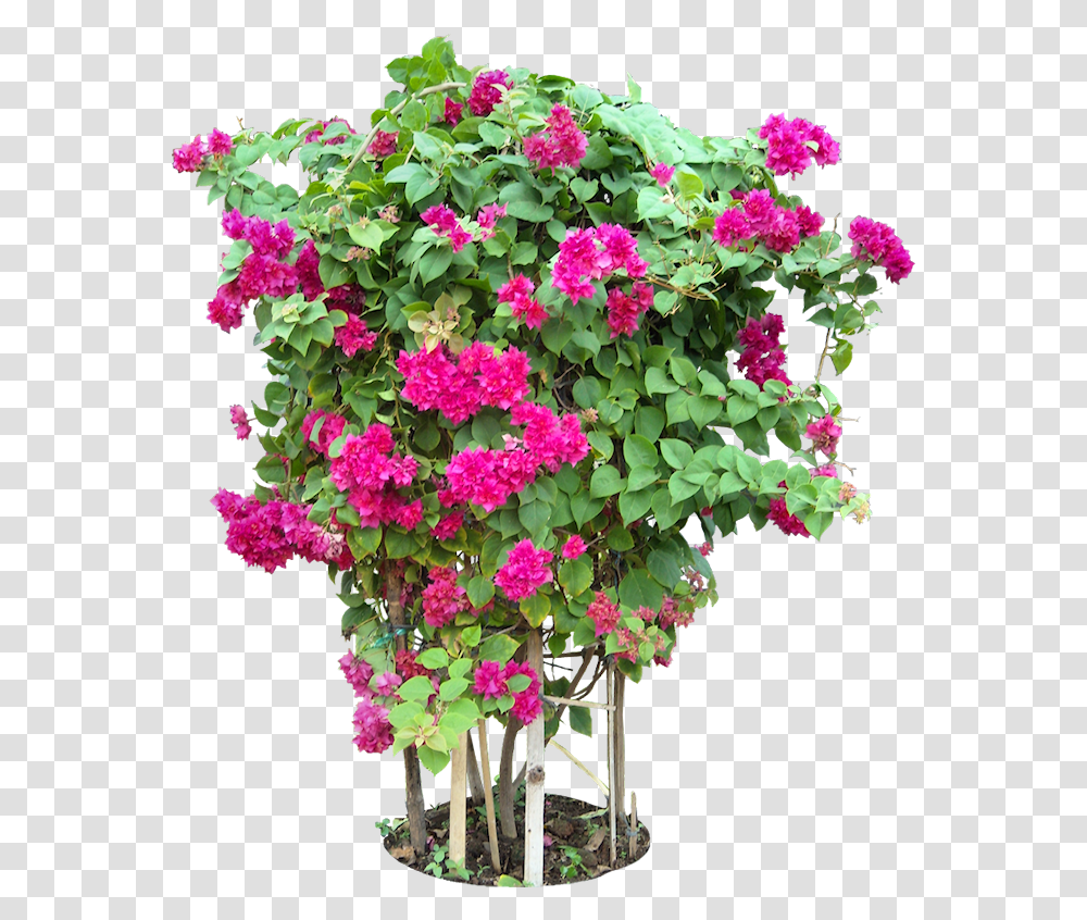 Tropical Plant Pictures Bougainvillea Plant, Geranium, Flower, Blossom, Flower Arrangement Transparent Png