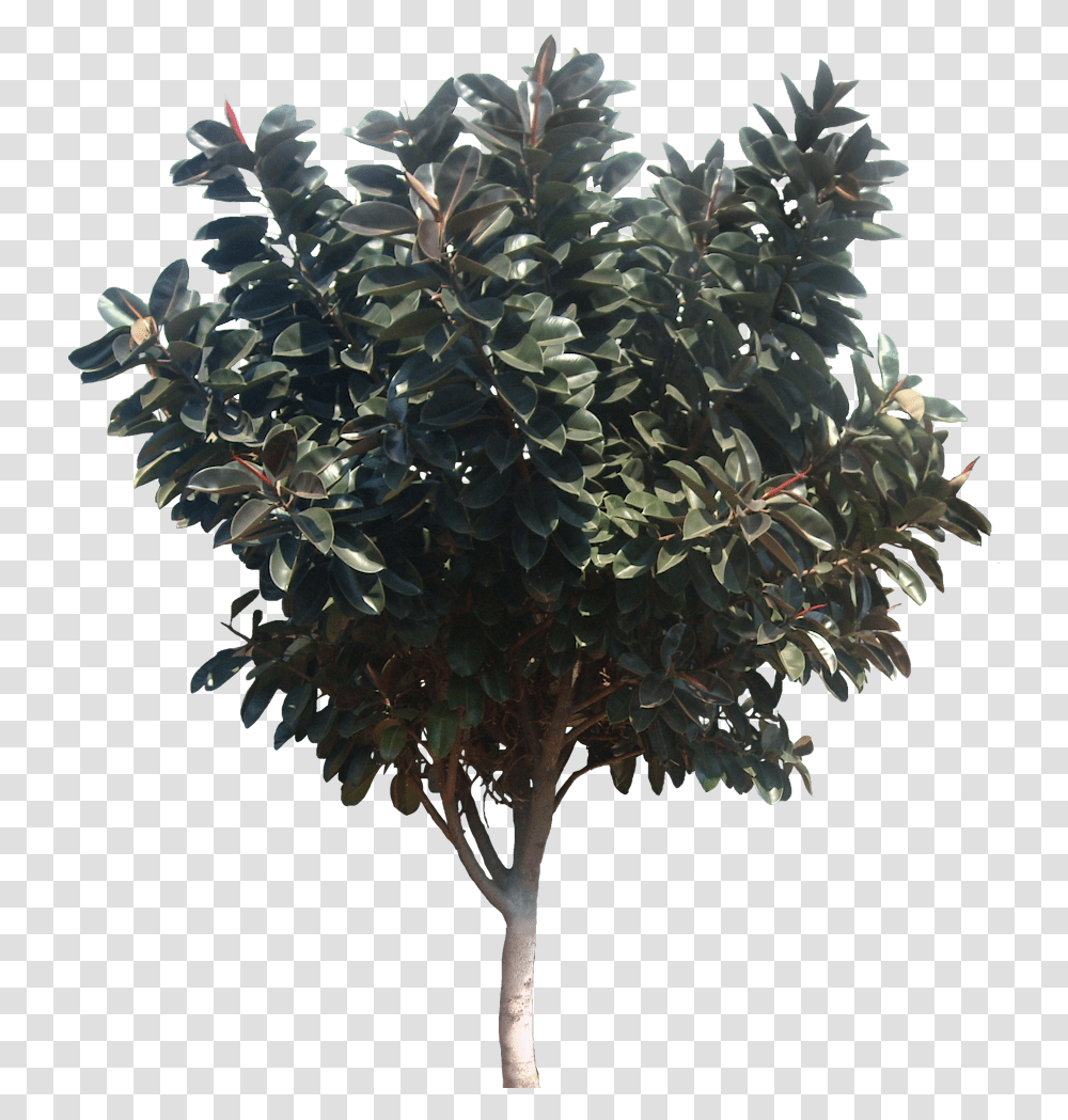Tropical Plant Pictures Ficus Elastica Rubber Fig Magnolia Tree, Fir, Outdoors, Conifer, Bonsai Transparent Png