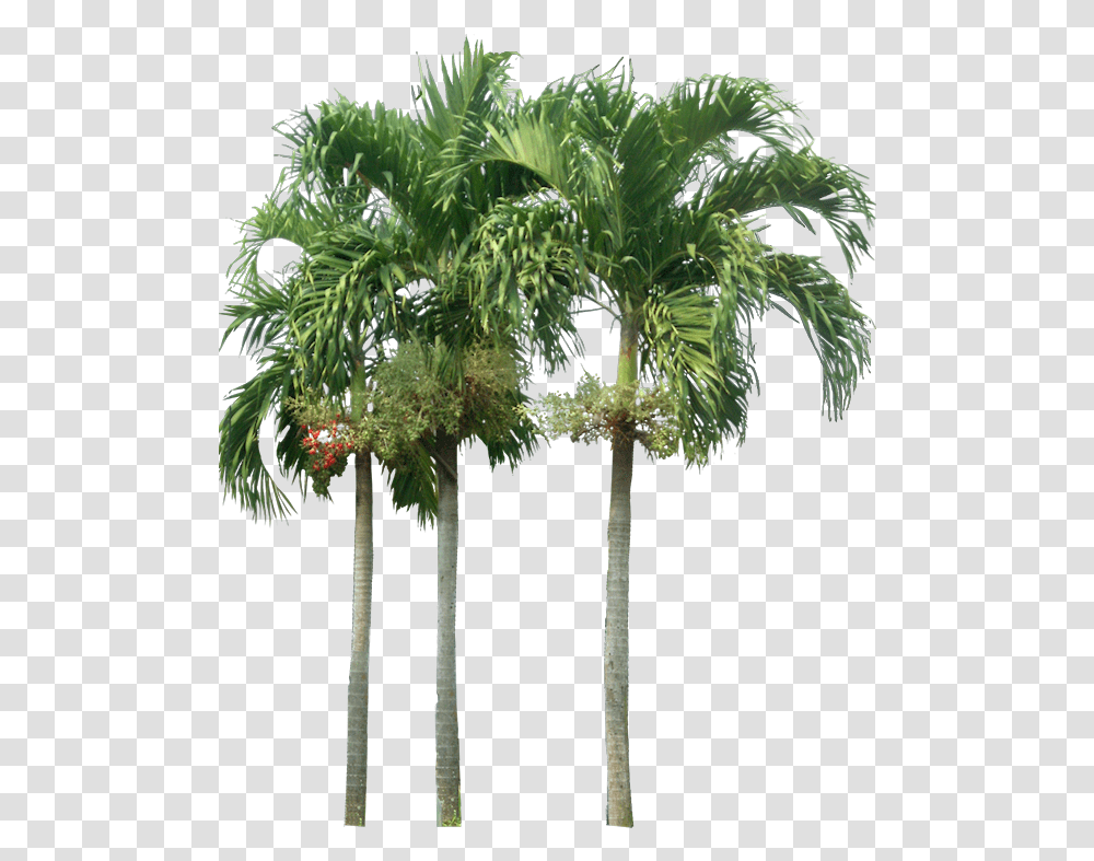 Tropical Plant Pictures Palm Tree Elevation, Arecaceae, Tree Trunk, Conifer, Outdoors Transparent Png