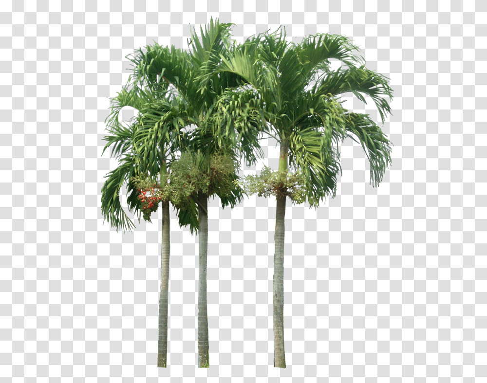 Tropical Plant Pictures Palm Tree Elevation, Tree Trunk, Outdoors, Vegetation, Conifer Transparent Png