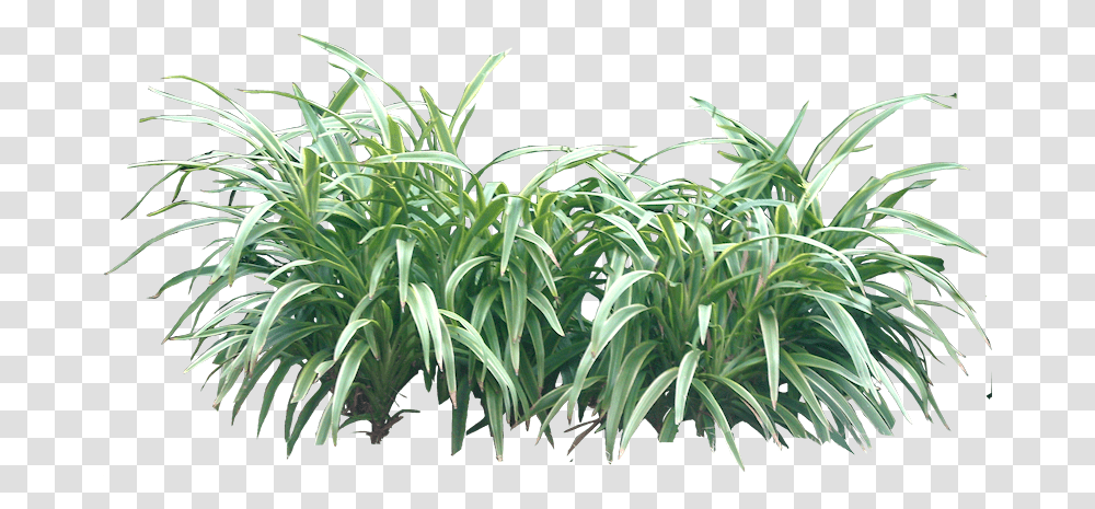 Tropical Plant Pictures Plant, Agavaceae, Sprout Transparent Png