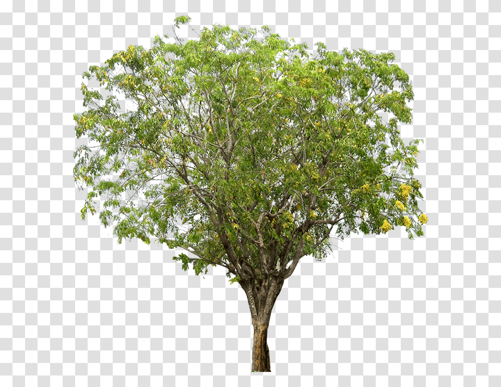 Tropical Plant Pictures Pterocarpus Indicus Rosewood Tamarind Tree Images, Tree Trunk, Potted Plant, Vase, Jar Transparent Png