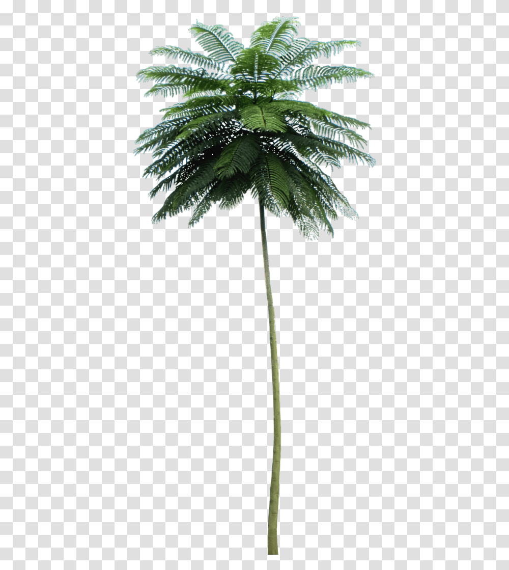 Tropical Plant Pictures Schizolobium Parahyba, Tree, Palm Tree, Arecaceae, Leaf Transparent Png