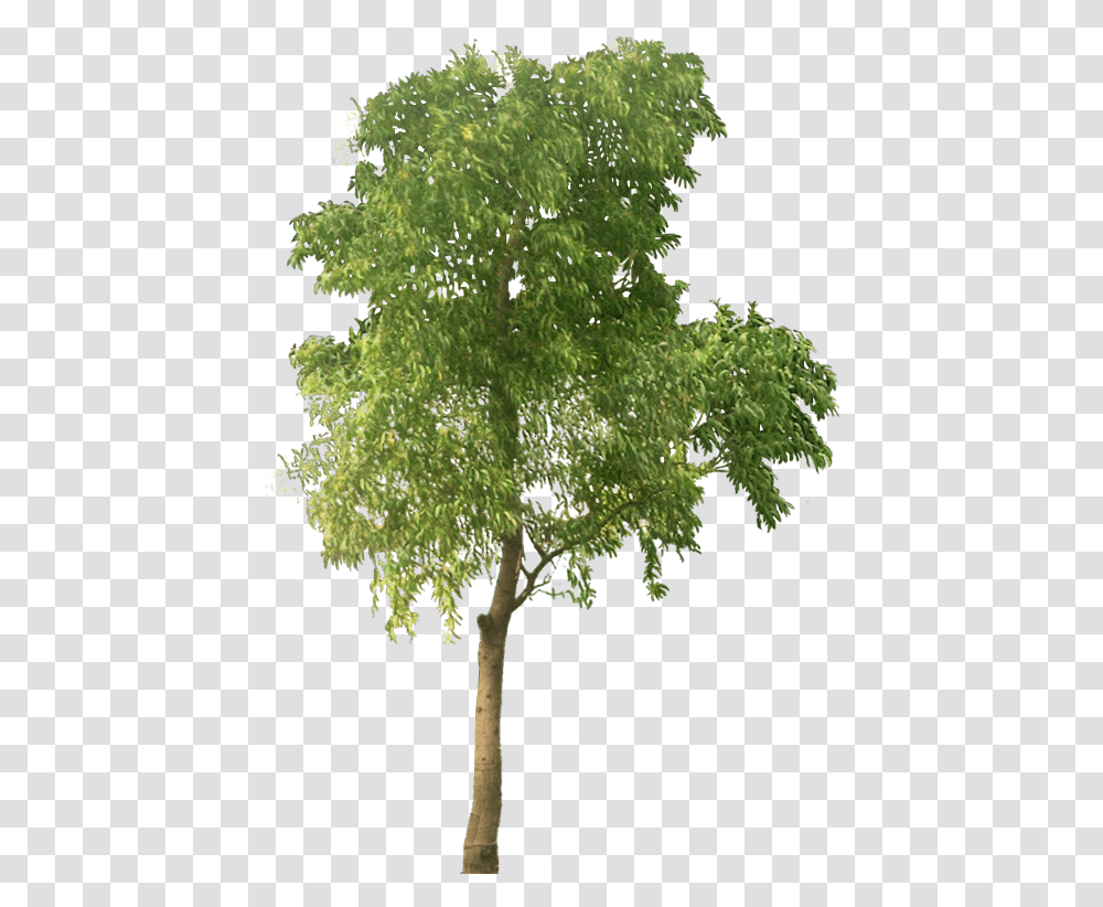 Tropical Plant Pictures Tree Acacia Auriculiformis High Resolution Trees, Oak, Tree Trunk, Maple, Potted Plant Transparent Png