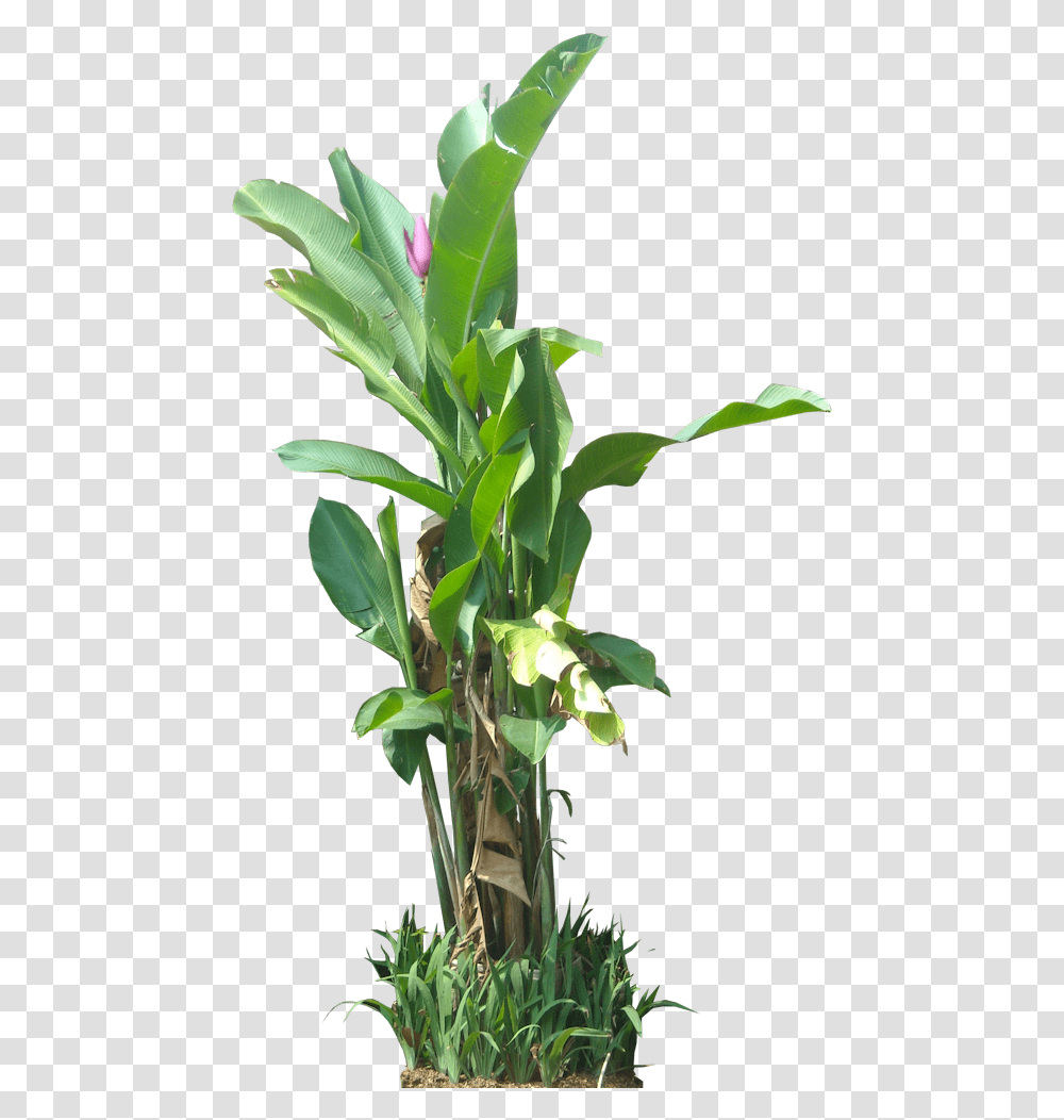Tropical Plant Pictures Tropical Plant, Flower, Blossom, Bamboo, Acanthaceae Transparent Png