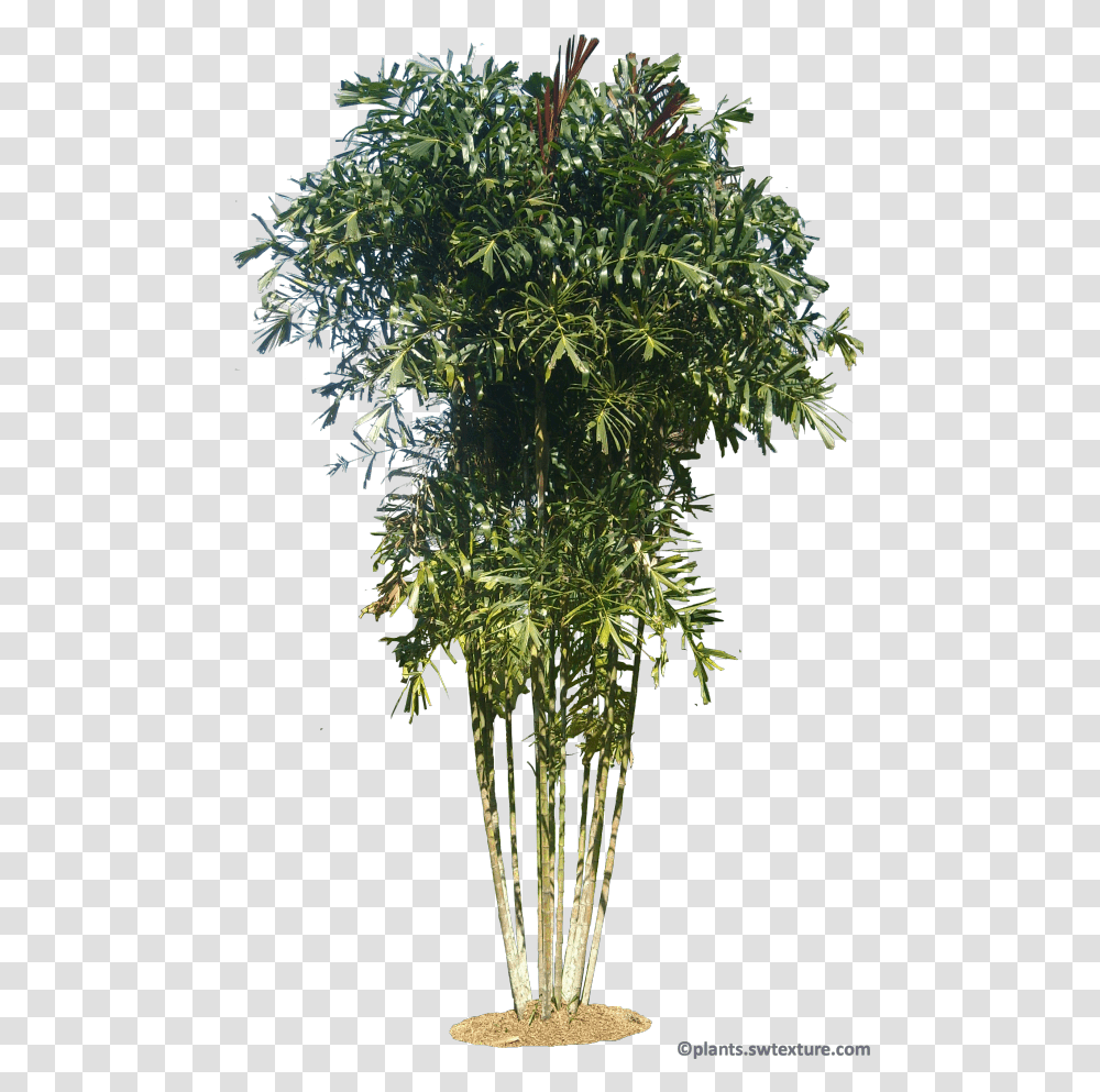 Tropical Plant Pictures Willow, Leaf, Tree, Bamboo, Flower Transparent Png