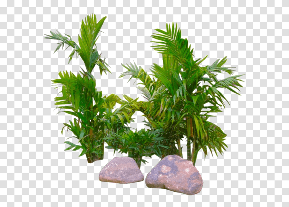 Tropical, Plant, Vegetation, Tree, Vase Transparent Png