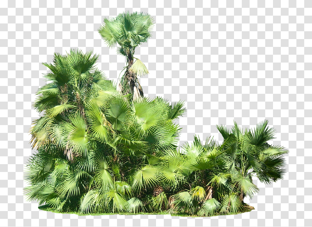 Tropical Plants Background, Tree, Vegetation, Green, Conifer Transparent Png