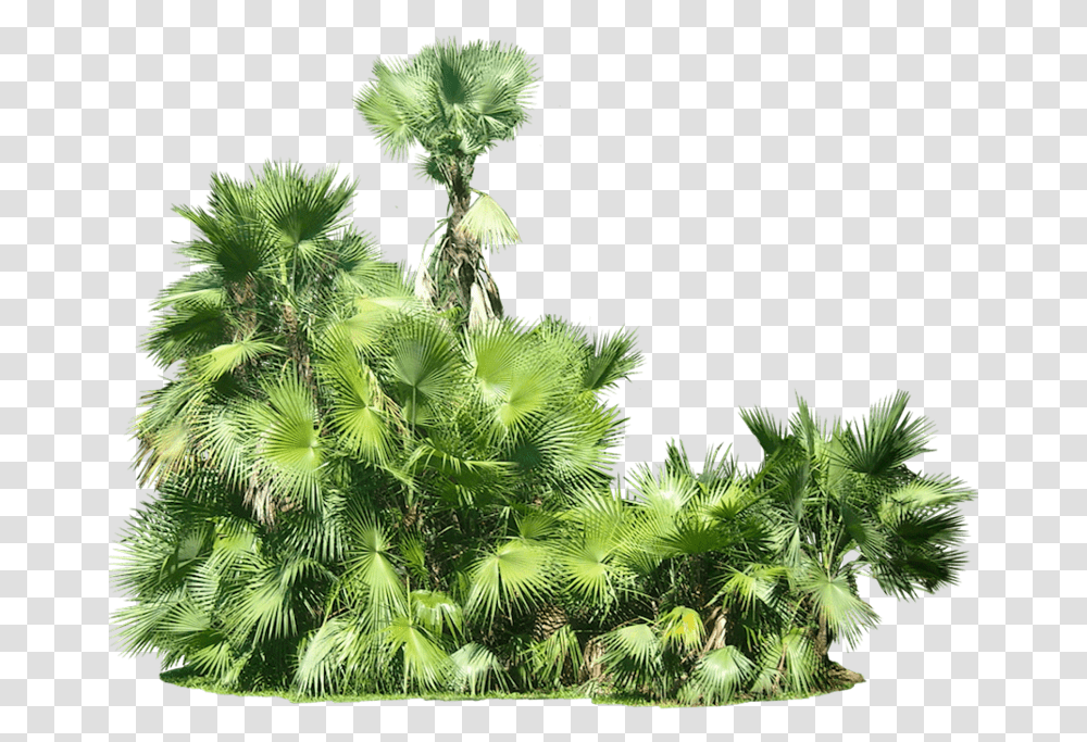 Tropical Plants Background, Vegetation, Tree, Green, Bush Transparent Png