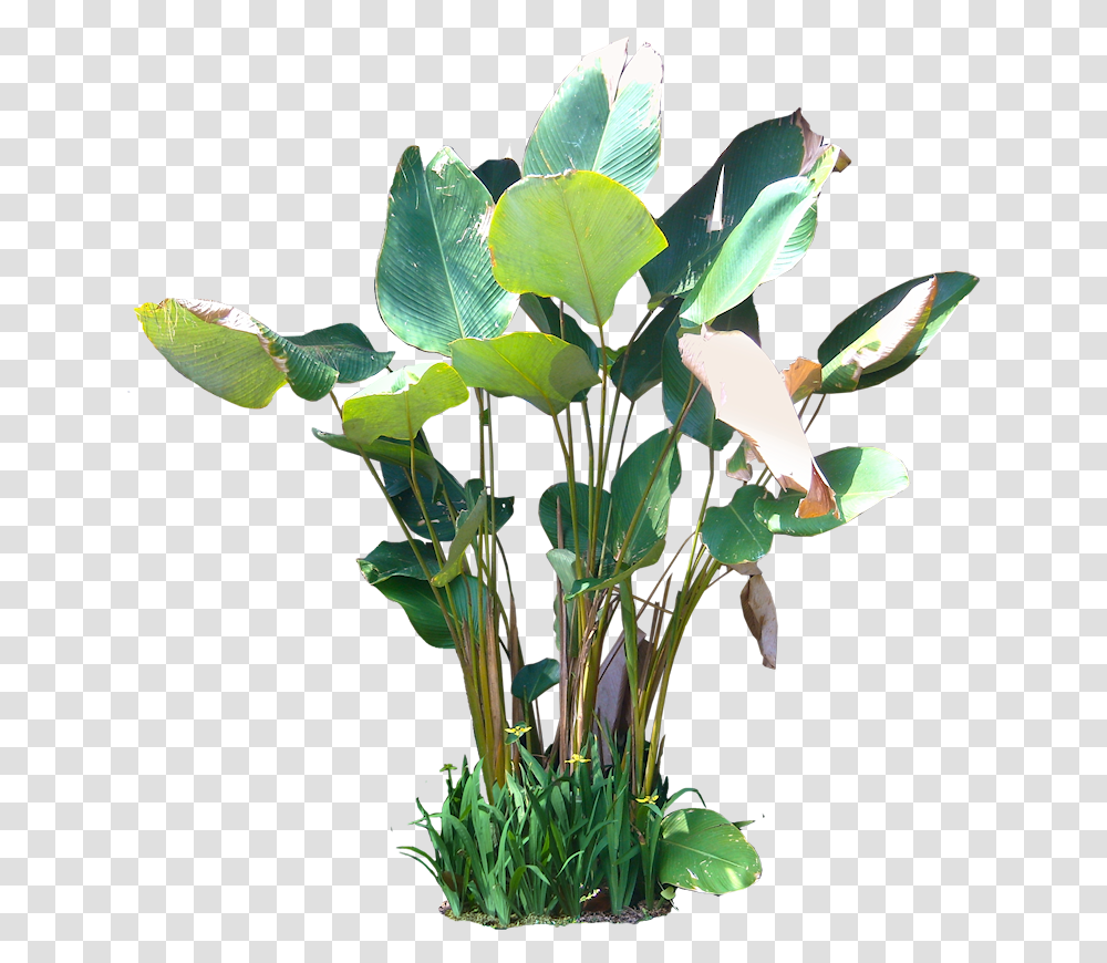 Tropical Plants Calathea, Flower, Blossom, Leaf, Flower Arrangement Transparent Png