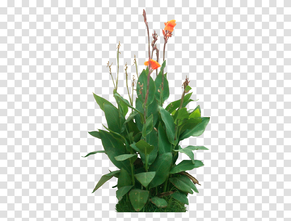Tropical Plants Canna Indica, Flower, Blossom, Acanthaceae, Vase Transparent Png