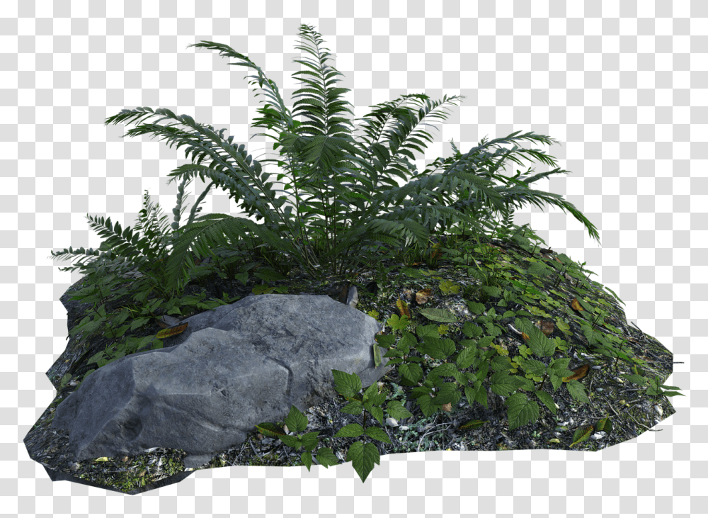 Tropical Plants Fern Rocks Grass Botany Green Tropical Plant, Vegetation, Tree, Bush, Outdoors Transparent Png