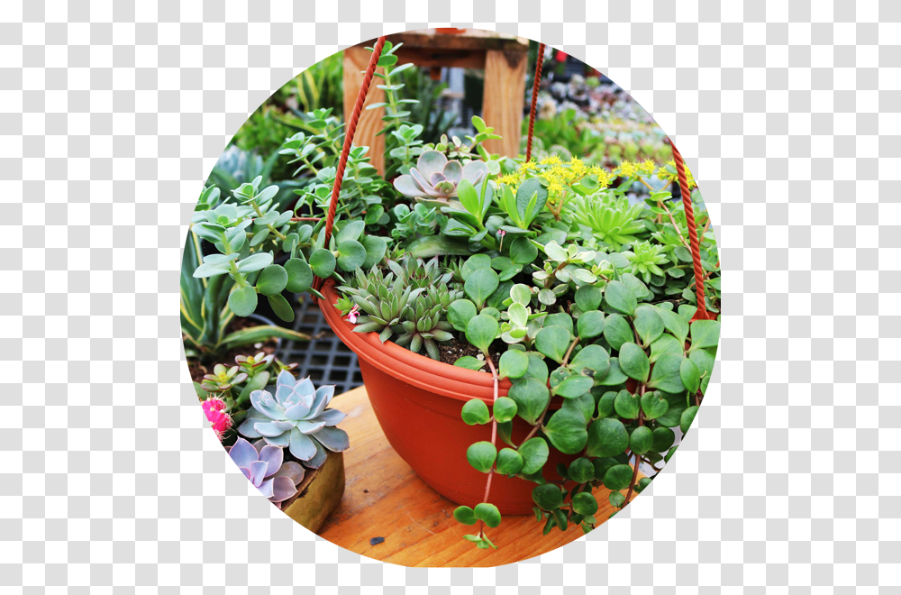 Tropical Plants Flowerpot, Outdoors, Tabletop, Furniture, Garden Transparent Png