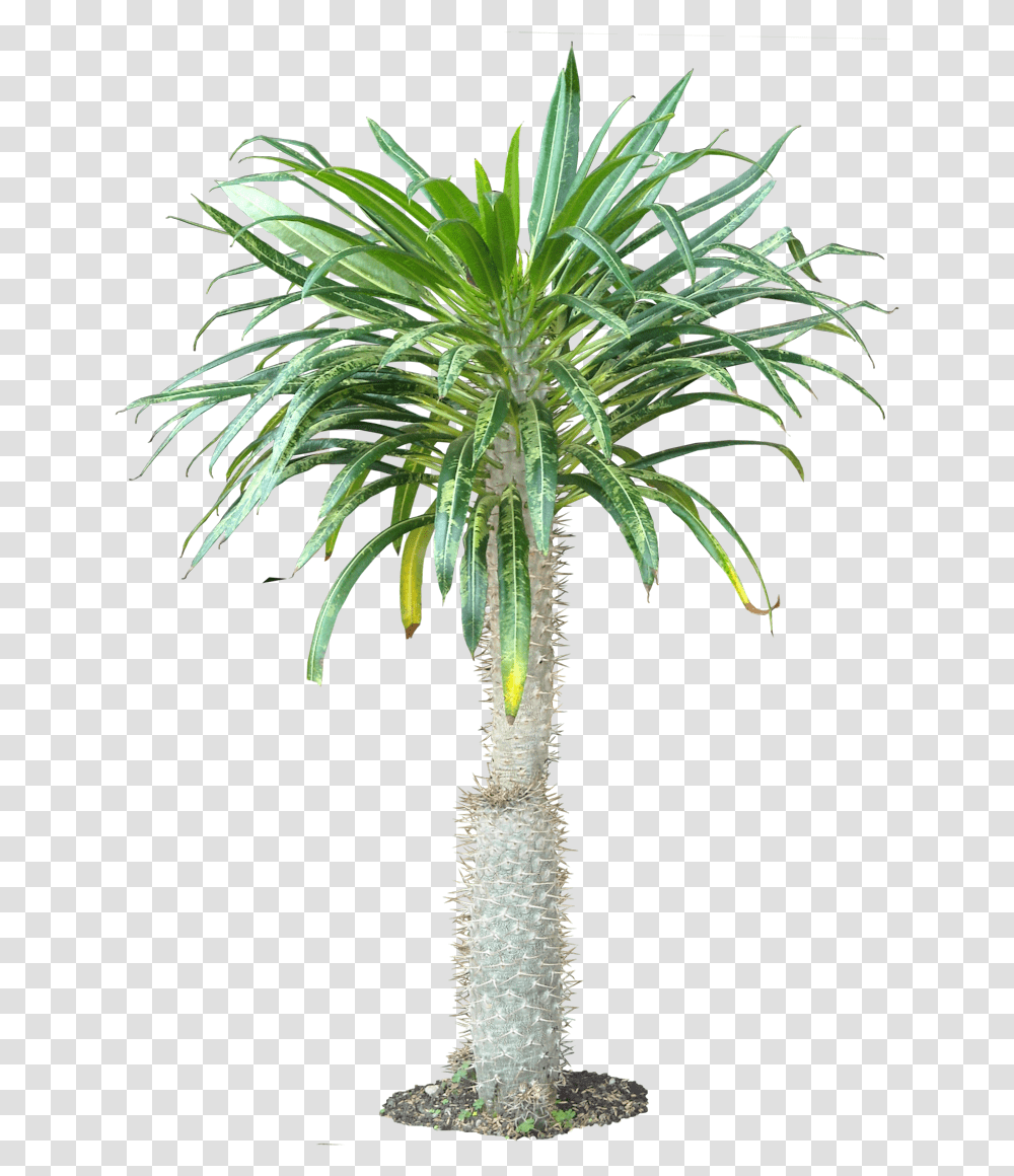 Tropical Plants Houseplant, Tree, Palm Tree, Arecaceae Transparent Png