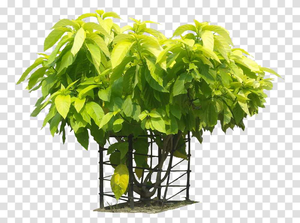 Tropical Plants Images Pisonia Alba Plant, Leaf, Food, Pottery, Fruit Transparent Png