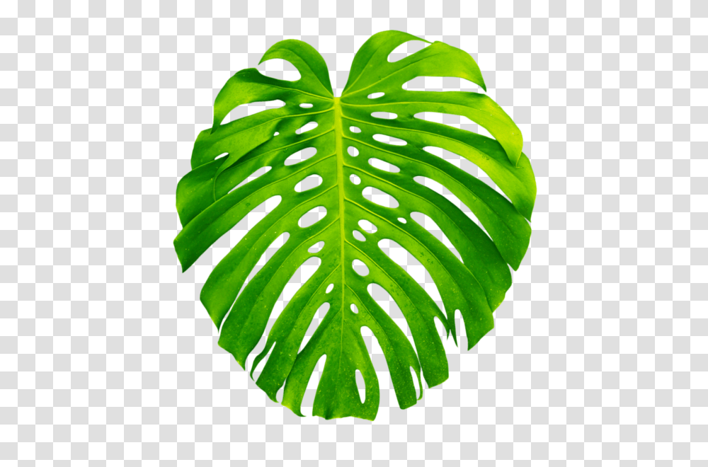 Tropical Plants, Leaf, Green, Droplet, Veins Transparent Png