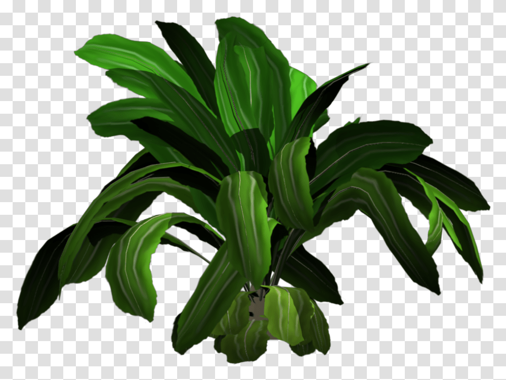 Tropical Plants, Leaf, Tree, Flower, Blossom Transparent Png