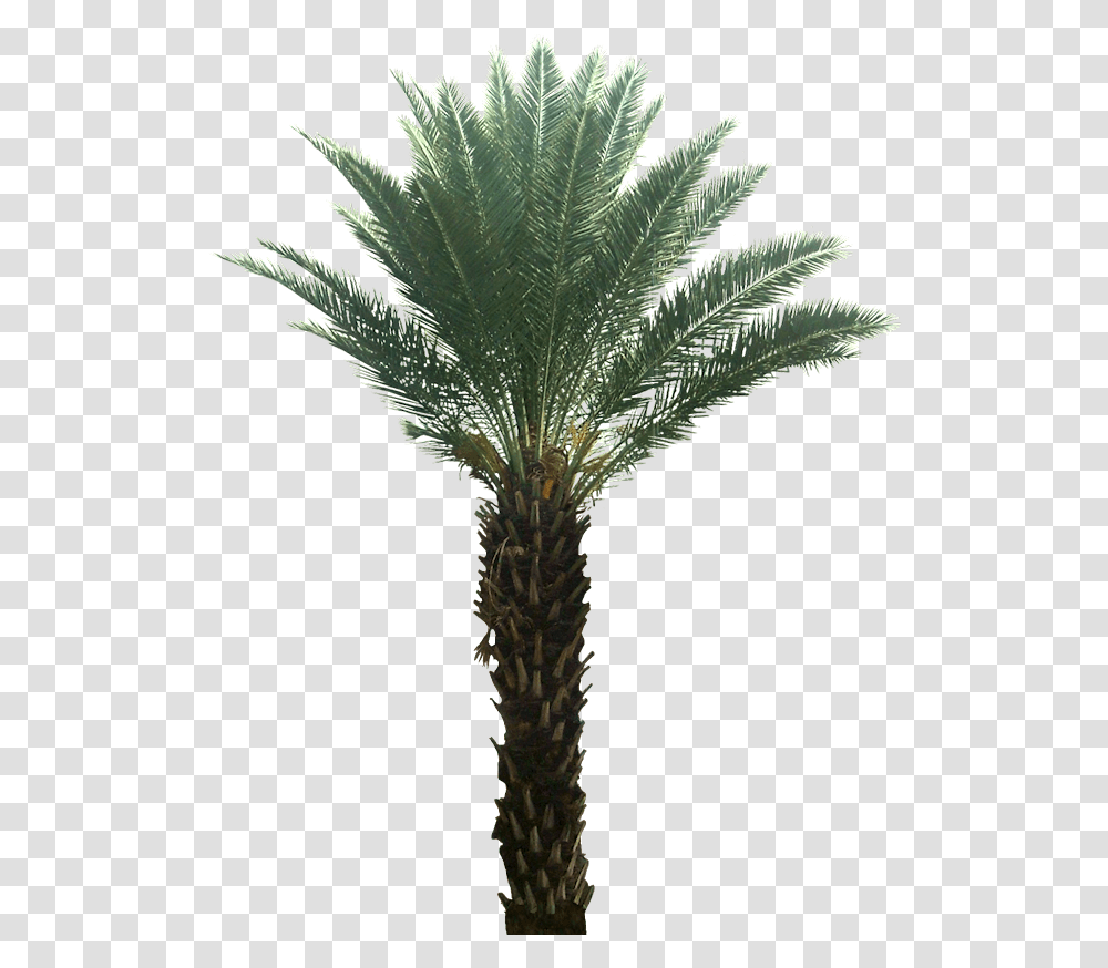 Tropical Plants On Background, Tree, Palm Tree, Arecaceae Transparent Png