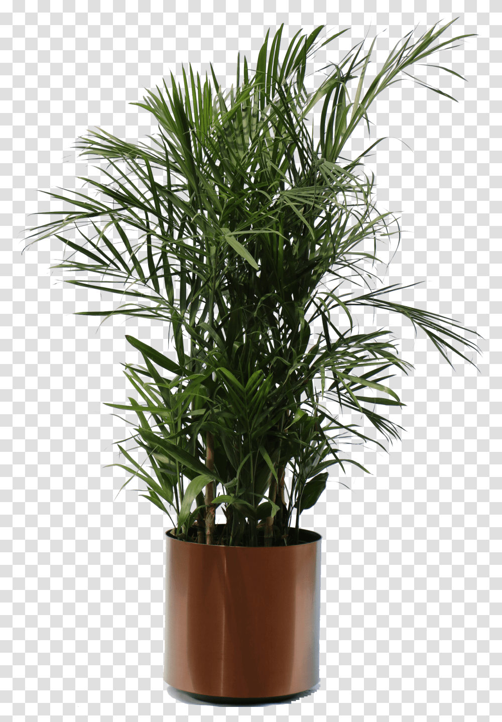 Tropical Plants Planter Palm Tree, Pot, Flower, Blossom, Arecaceae Transparent Png