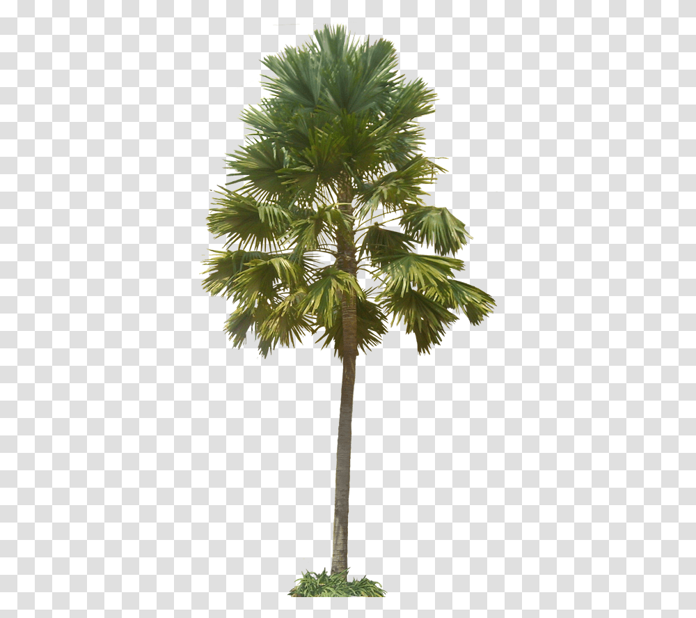 Tropical Plants Saribus Rotundifolius, Tree, Palm Tree, Arecaceae, Leaf Transparent Png