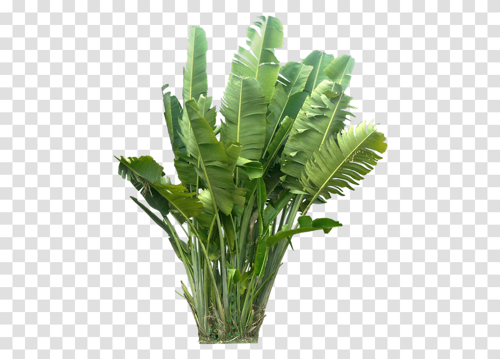 Tropical Plants Tropical Plants Plant, Leaf, Vegetation, Fern, Potted Plant Transparent Png