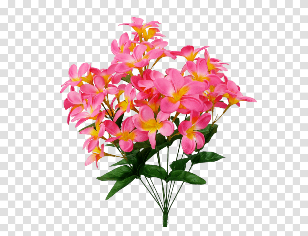 Tropical Plumeria Bush Pink Moth Orchids, Plant, Flower, Blossom, Flower Arrangement Transparent Png