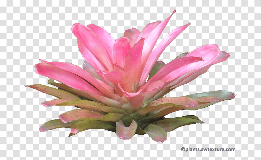 Tropical Rainforest Image With No Rainforest Plants, Petal, Flower, Blossom, Dahlia Transparent Png