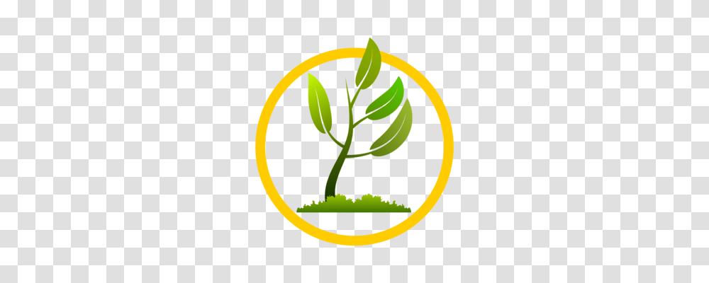 Tropical Rainforest Leaf Jungle Tropical Vegetation Free, Plant, Sprout, Seed, Grain Transparent Png