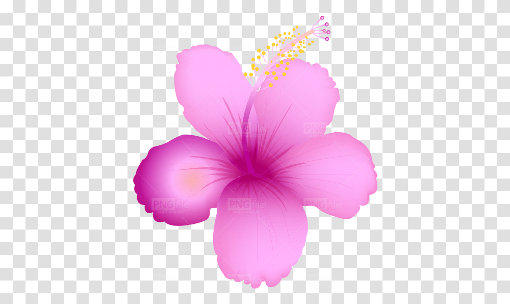 Tropical Summer Flower Free Hawaiian Hibiscus, Plant, Blossom, Petal, Anther Transparent Png