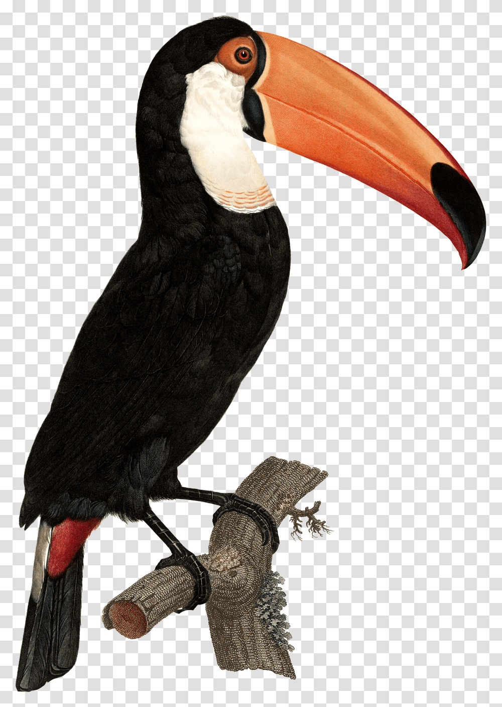Tropical Toucan Tocan Bird, Beak, Animal, Blackbird, Agelaius Transparent Png