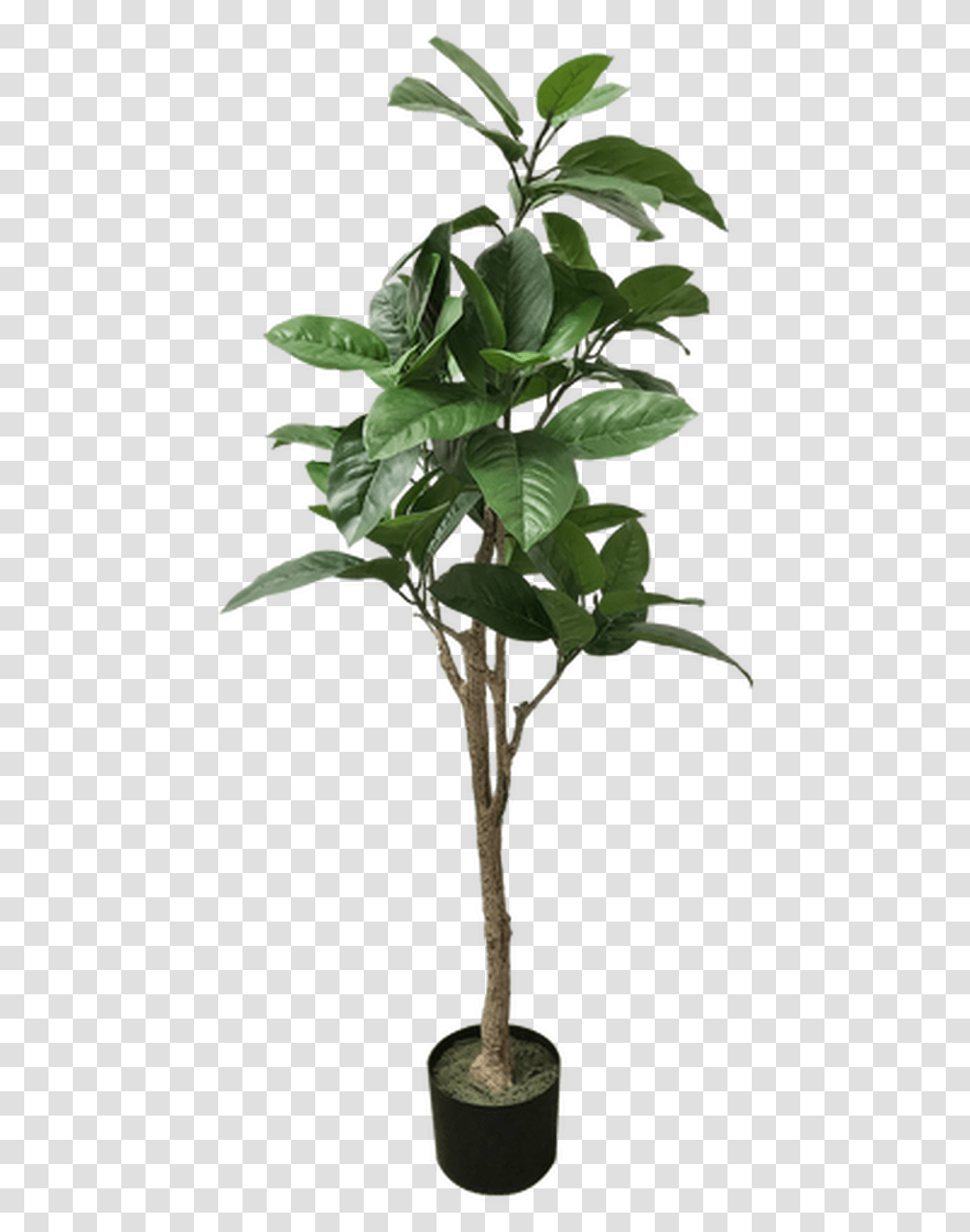 Tropical Tree Alte Piante Finte Da Interno, Leaf, Plant, Acanthaceae, Flower Transparent Png