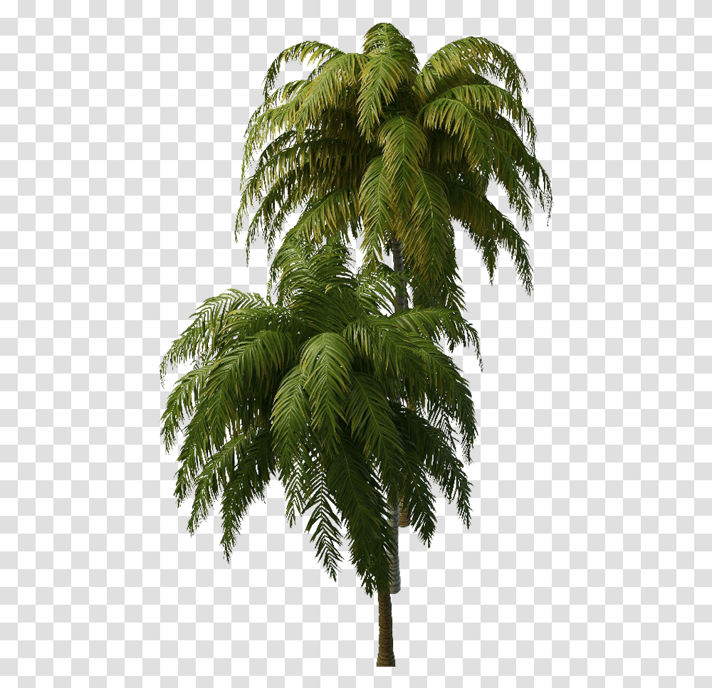 Tropical Tree Hd Quality Real Background Tropical Tree, Plant, Vegetation, Leaf, Palm Tree Transparent Png