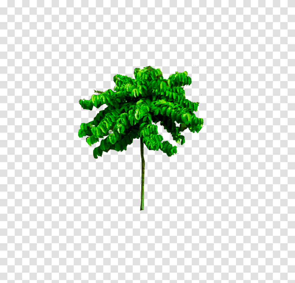 Tropical Tree Image High Quality Background, Green, Plant, Palm Tree, Arecaceae Transparent Png