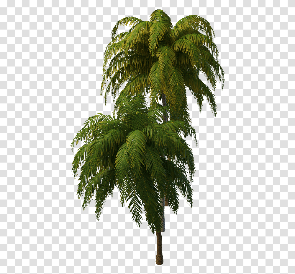 Tropical Tree Tropical Tree, Leaf, Plant, Vegetation, Palm Tree Transparent Png