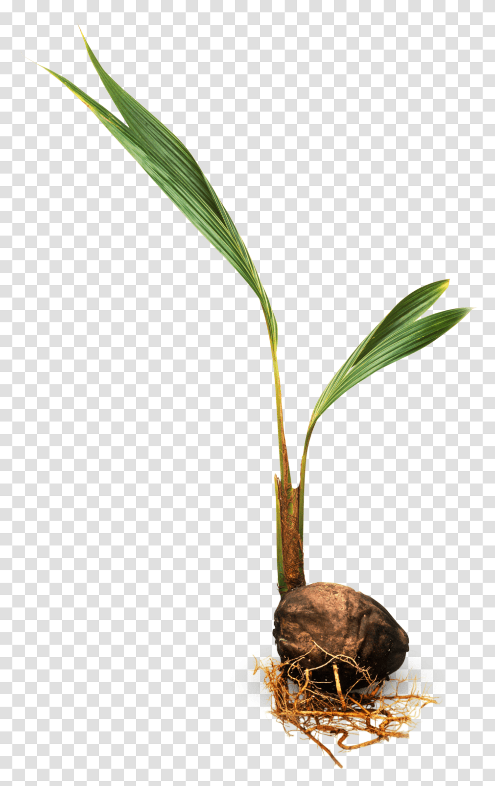 Tropical Trees Types Of Trees For Kids Dk Find Out, Plant, Fruit, Food, Vegetable Transparent Png