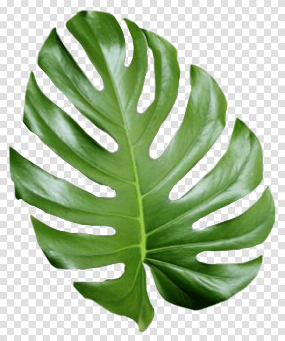 Tropical Tumblr Aesthetic Palm Leaves, Leaf, Plant, Fern, Veins Transparent Png