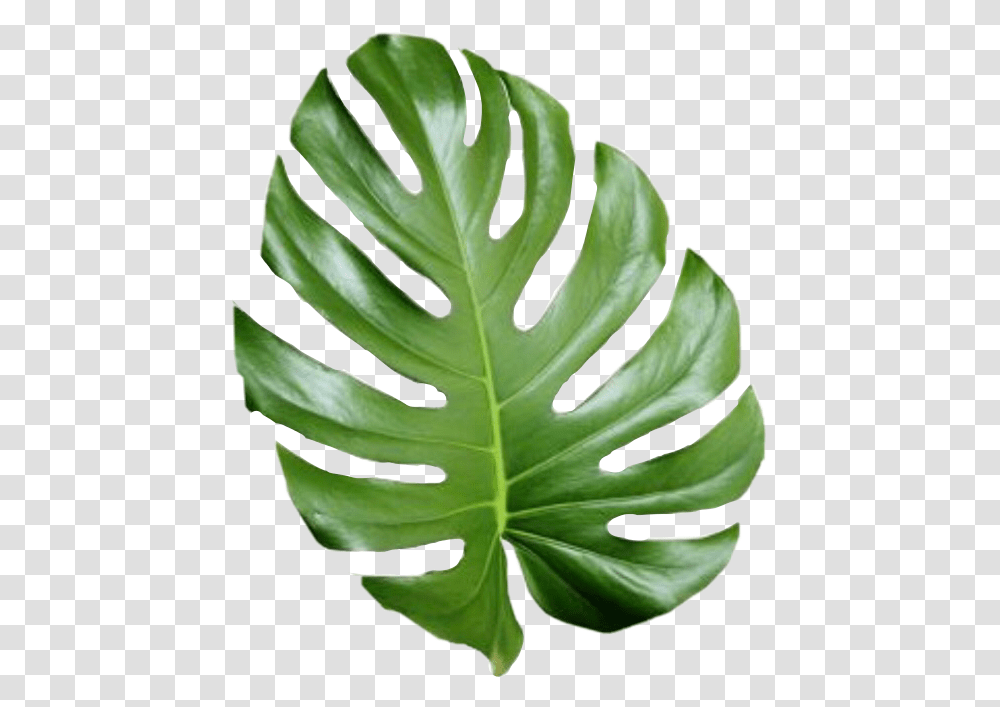 Tropical Tumblr Tropical Leaves, Leaf, Plant, Veins, Fern Transparent Png