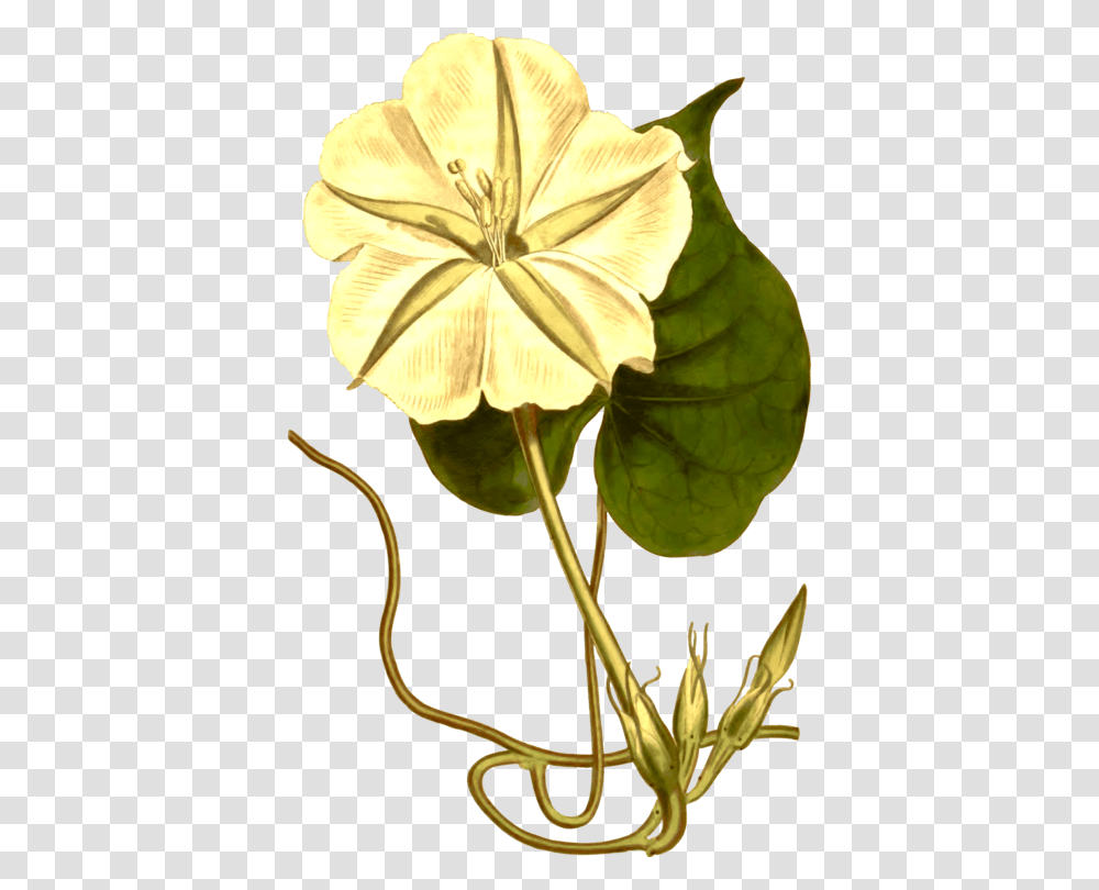 Tropical White Morning Glory Japanese Morning Glory Clip Art, Plant, Leaf, Flower, Petal Transparent Png